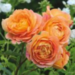 R Lady of Shalott stamroos 110 cm kale wortel
