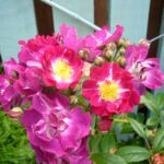 R Perennial Blue in pot