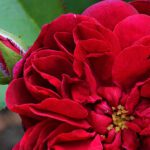 R Darcey Bussel Stamroos 90 cm in pot