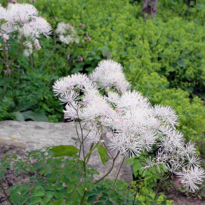 10x Thalictrum 'Nimbus Alba' (per 10)