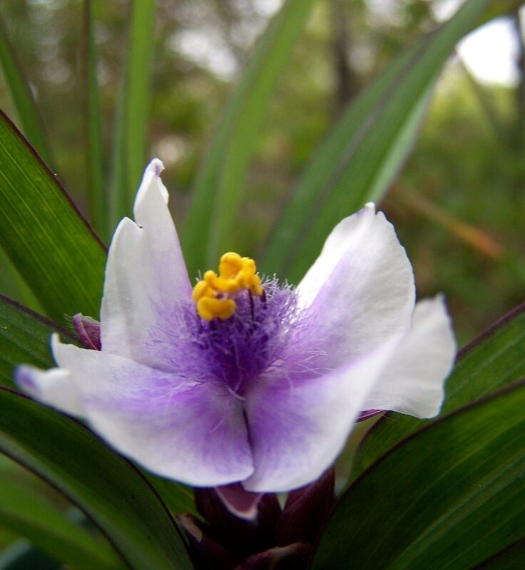 10x Tradescantia 'Bilberry Ice' (per 10)