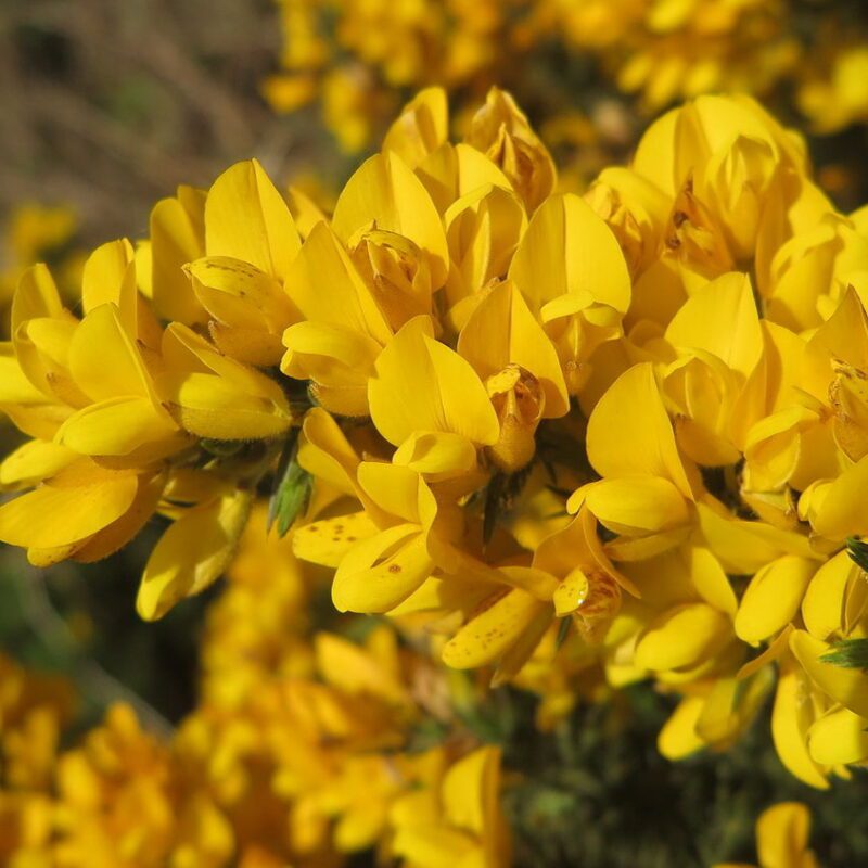 Ulex Europaeus