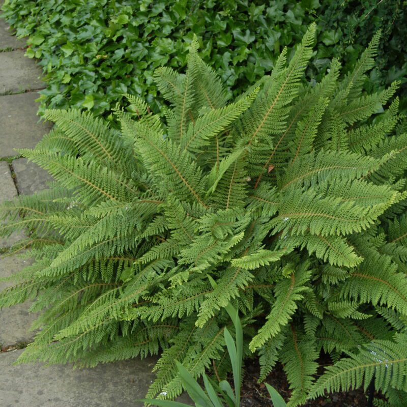 Polystichum setiferum (Zachte naaldvaren)