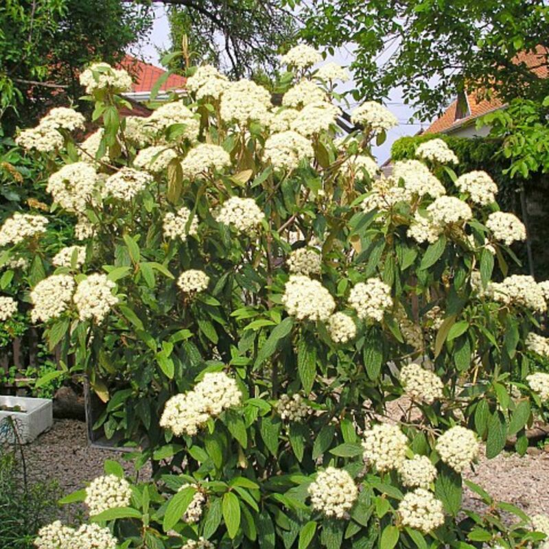 Viburnum Rhytidophyllum