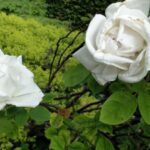 Rosa Frau Karl Druschki in 4 Liter pot