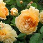 Buff Beauty in 4 liter pot