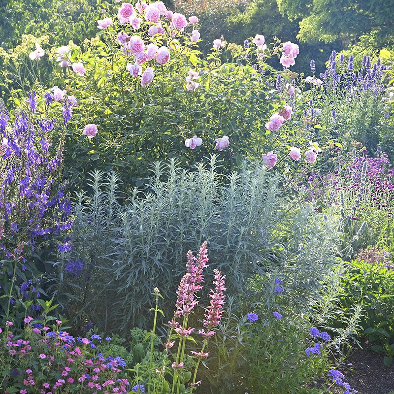 Engelse border in roze en violet