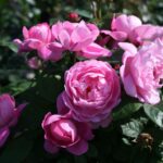 Engelse border in roze en violet