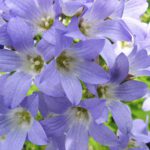 Border in rood en violet