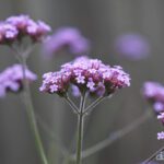 Border in rood en violet