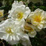 R Lykkefund kale wortel