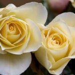 Rosa Elina kale wortel