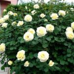 Rosa Elina kale wortel