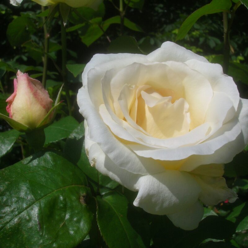 Pascali stamroos 100 cm pot