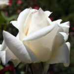 Pascali stamroos 100 cm pot