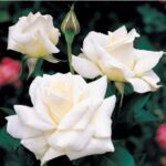 Pascali stamroos 100 cm pot