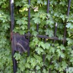 10x Acer campestre 60 100 cm (per 10)