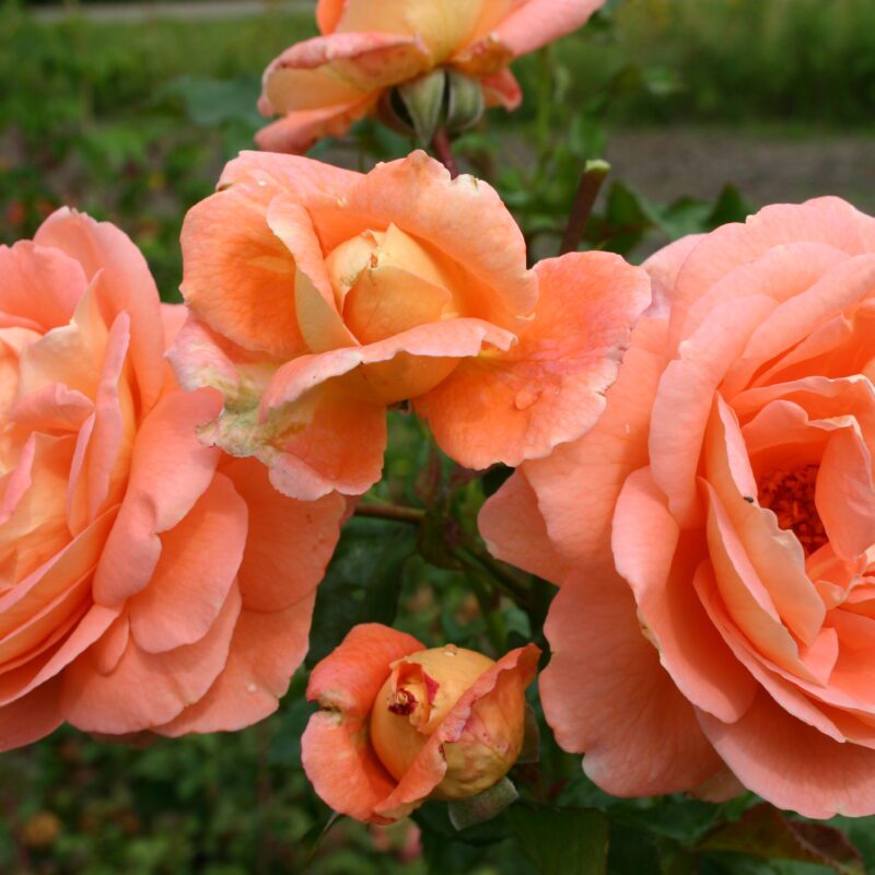 R Bonita Renaissance kale wortel