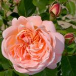 R Bonita Renaissance kale wortel