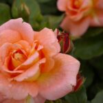 R Bonita Renaissance kale wortel