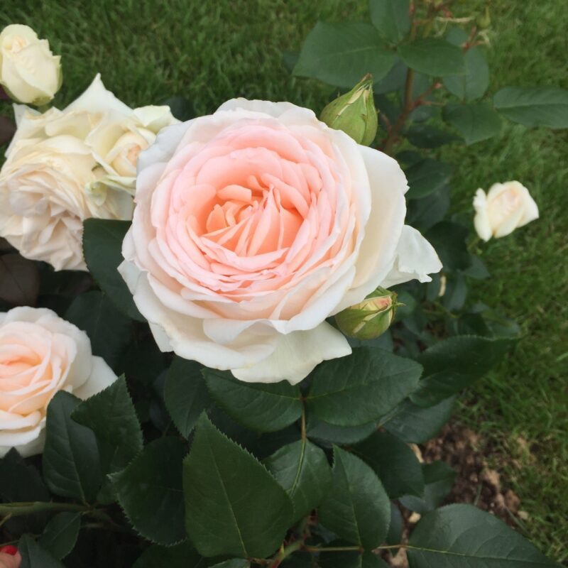 R.Gruaud la Rose in 4 liter pot