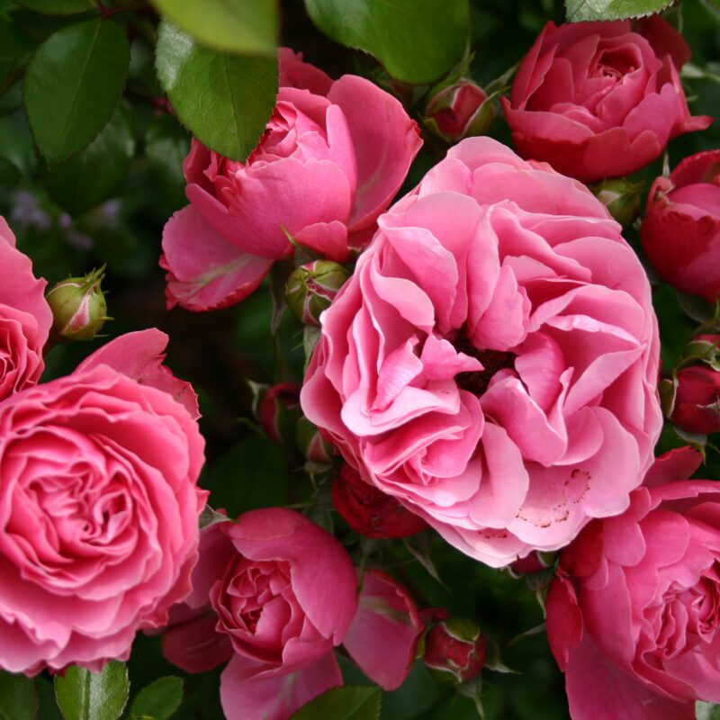 R Leonardo da Vinci kale wortel