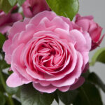 R Leonardo da Vinci kale wortel