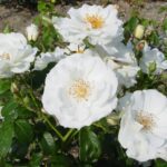 10 rozen Schneewittchen kale wortel