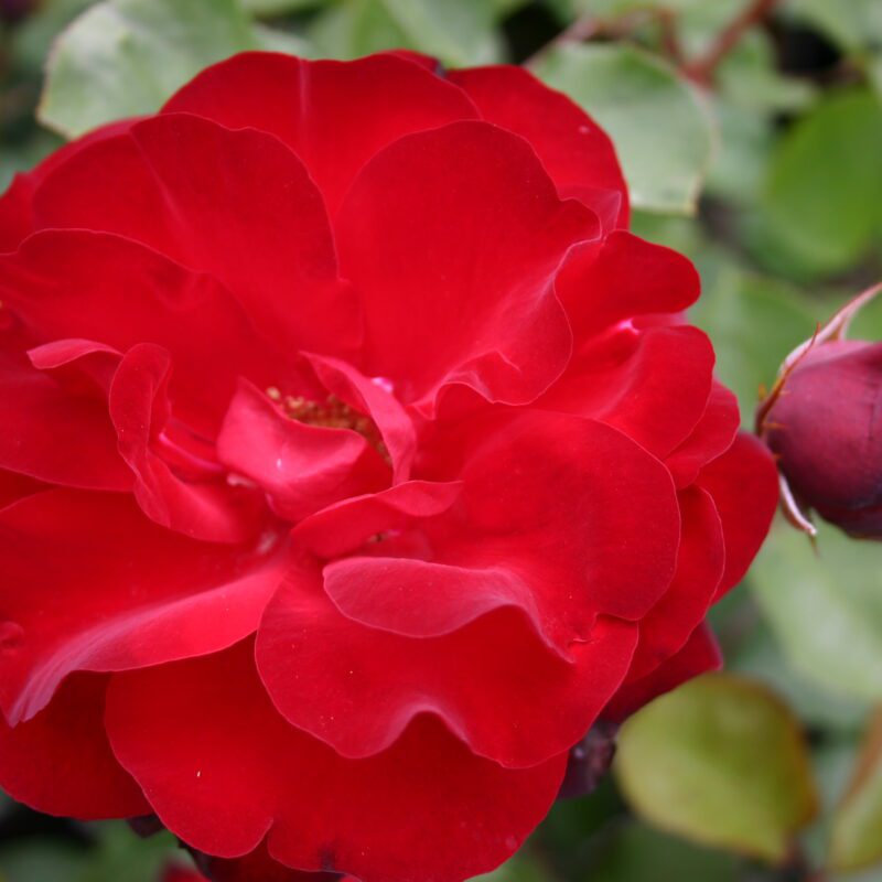 R Lilli Marleen kale wortel