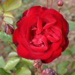 R Lilli Marleen kale wortel