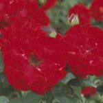 Rosa Pussta stamroos 90 cm kale wortel