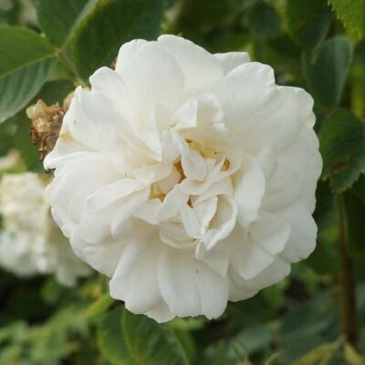 Rosa Alba Maxima kale wortel