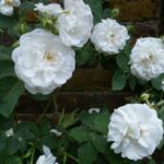 Rosa Alba Maxima kale wortel