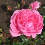 R Berleburg kale wortel