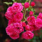 Klimroos 'Rosa Elmshorn' kale wortel
