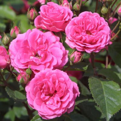 Klimroos 'Rosa Elmshorn' kale wortel