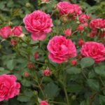 Klimroos 'Rosa Elmshorn' kale wortel