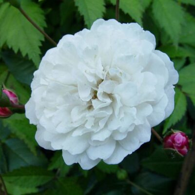 Rosa Little White Pet kale wortel