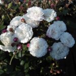 Rosa Little White Pet kale wortel (levering vanaf half okt)
