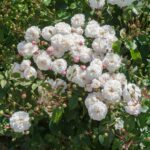 Rosa Little White Pet kale wortel (levering vanaf half okt)