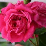 Klimroos 'Rosa Laguna' kale wortel