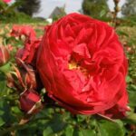 R Florentina kale wortel