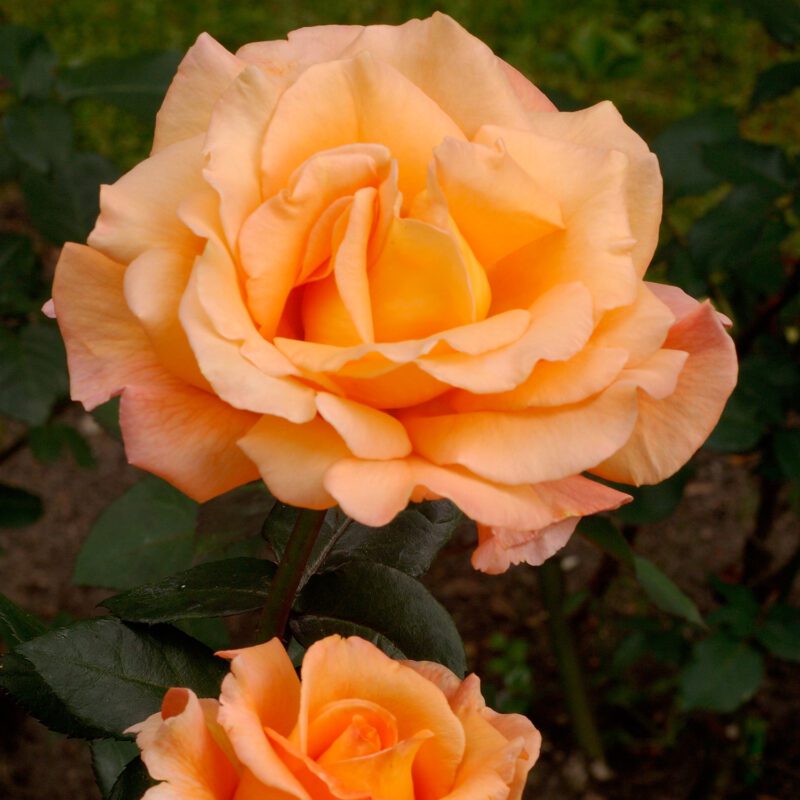 R Whiskey Mac kale wortel