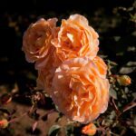 R Whiskey Mac kale wortel