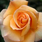 R Whiskey Mac kale wortel