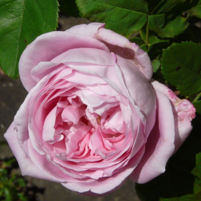 R Baroness Rothschild kale wortel