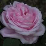 R Baroness Rothschild kale wortel