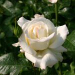 Rosa True Love in 4 liter pot