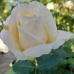 Rosa True Love in 4 liter pot