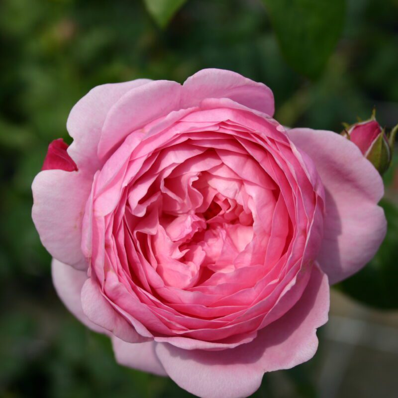 R Dr Herbert Gray kale wortel